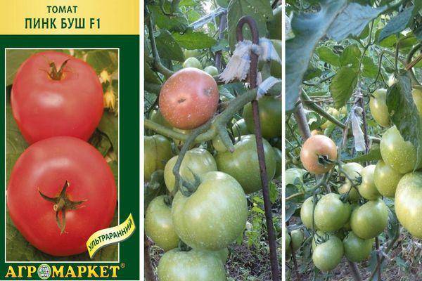 Характеристика и описание сорта томата пинк уникум f1, его урожайность