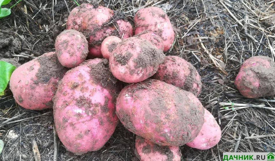 Картофель беллароза: урожайный, скороспелый, засухоустойчивый