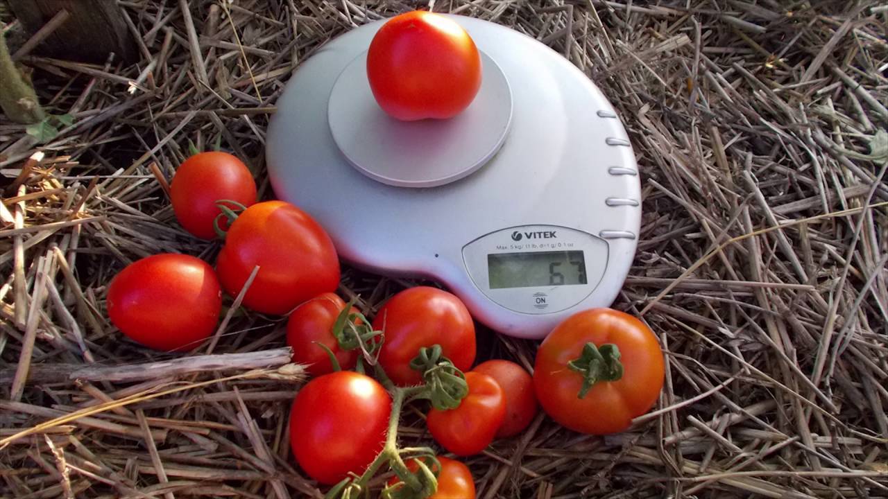 Сорт помидоров ляна – для тех, кто только осваивает огородную «науку»