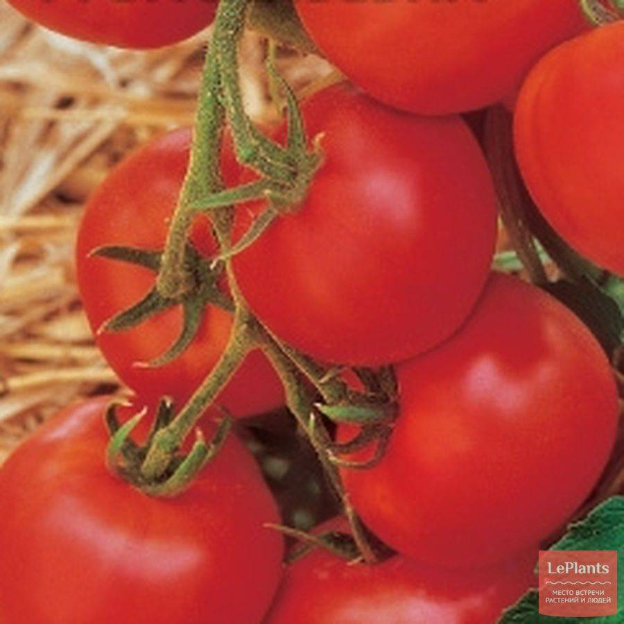 Лучшие сорта томатов для беларуси урожайные для теплиц и открытого грунта