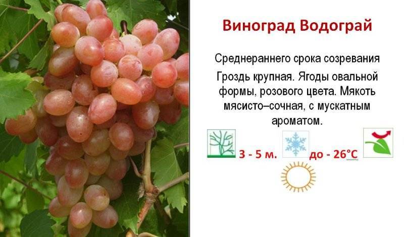 Сорт винограда раиса фото и описание