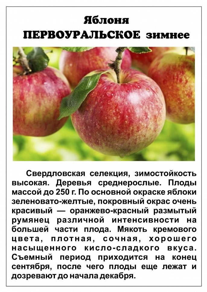 Описание и технология выращивания яблони сорта вишневое