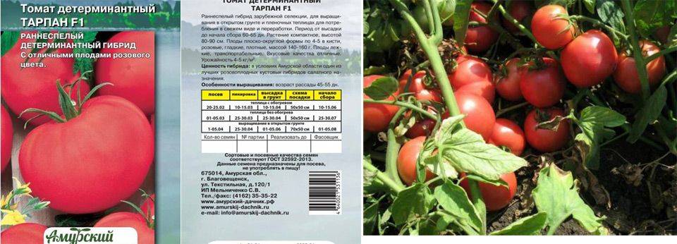 Томат фиделио: отзывы (16), фото, урожайность | tomatland.ru