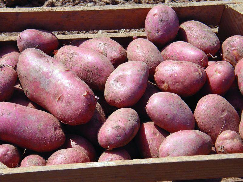 Описание и характеристики сорта картофеля лабелла, правила посадки и уход