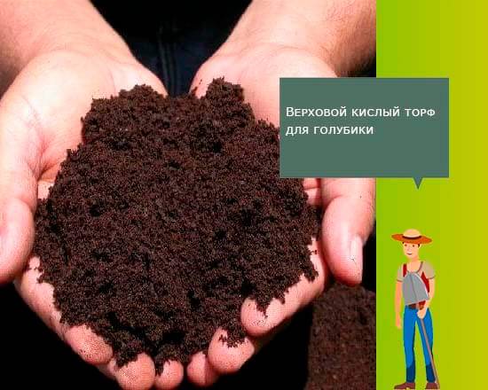 ✅ грунт для голубики садовой: какую почву любит, какой торф нужен, как приготовить землю своими руками в домашних условиях - tehnoyug.com