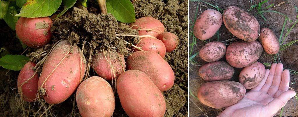 Сорта картофеля родриго фото и описание