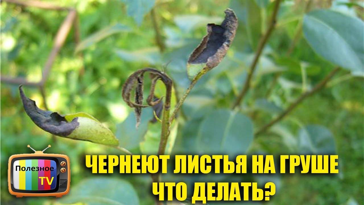 Почему у груши скручиваются листья в трубочку — основательный взгляд на вопрос