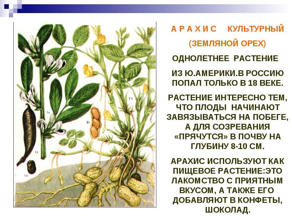 Арахис: выращивание в открытом грунте, посадка и уход