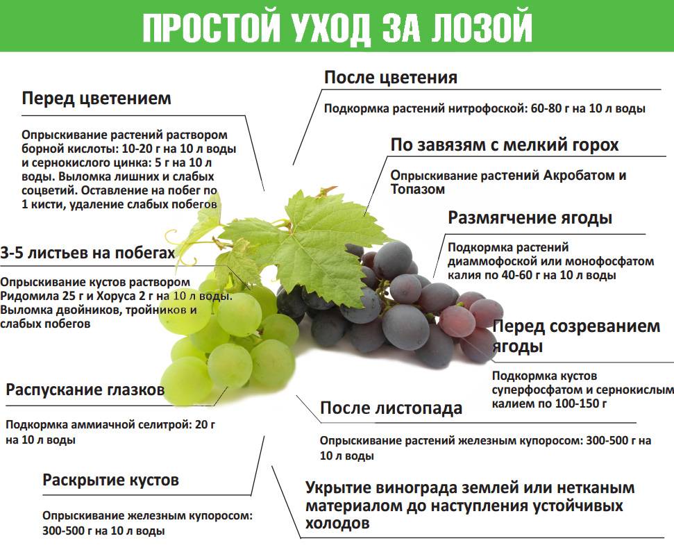 Виноград без косточек: 15 самых лучших сортов кишмиша с фото - nadachedom.ru