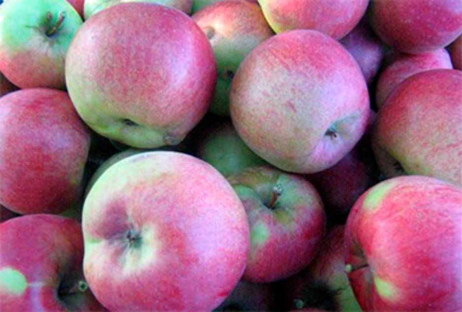 Яблоня зимняя  беркутовское: описание сорта