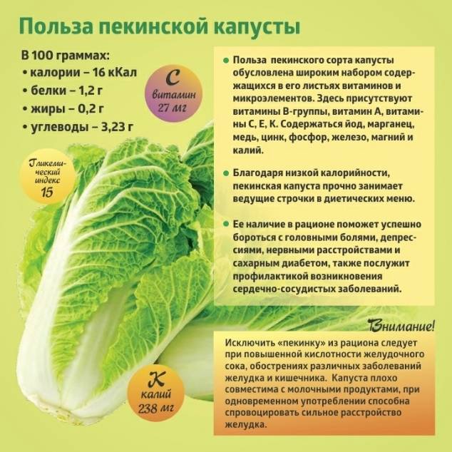 ᐉ лучшие сорта пекинской капусты: обзор для разных типов климата - zooon.ru