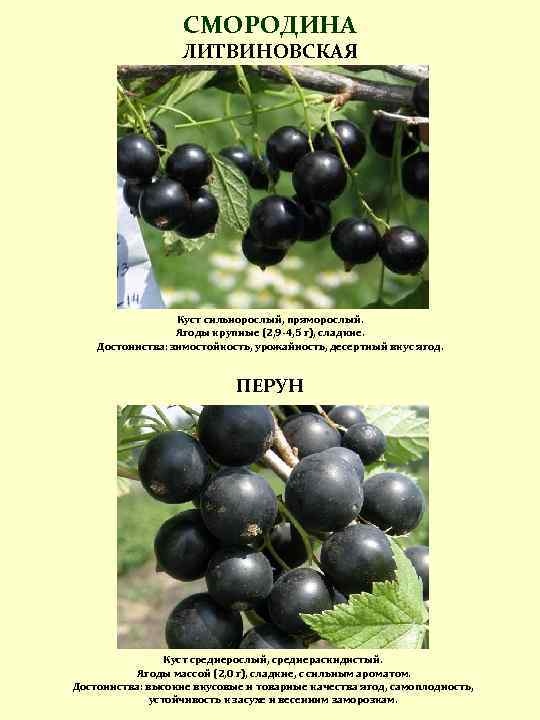 Крупноплодный сорт чёрной смородины пигмей: внешний вид и описание, опылители, фото, отзывы садоводов
