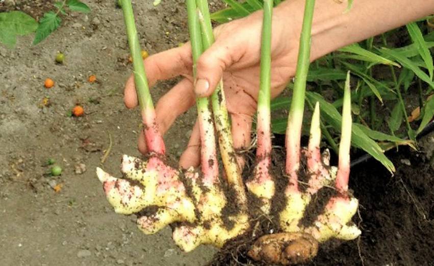 Выращивание имбиря на даче: как вырастить корень на огороде, посадка и уход