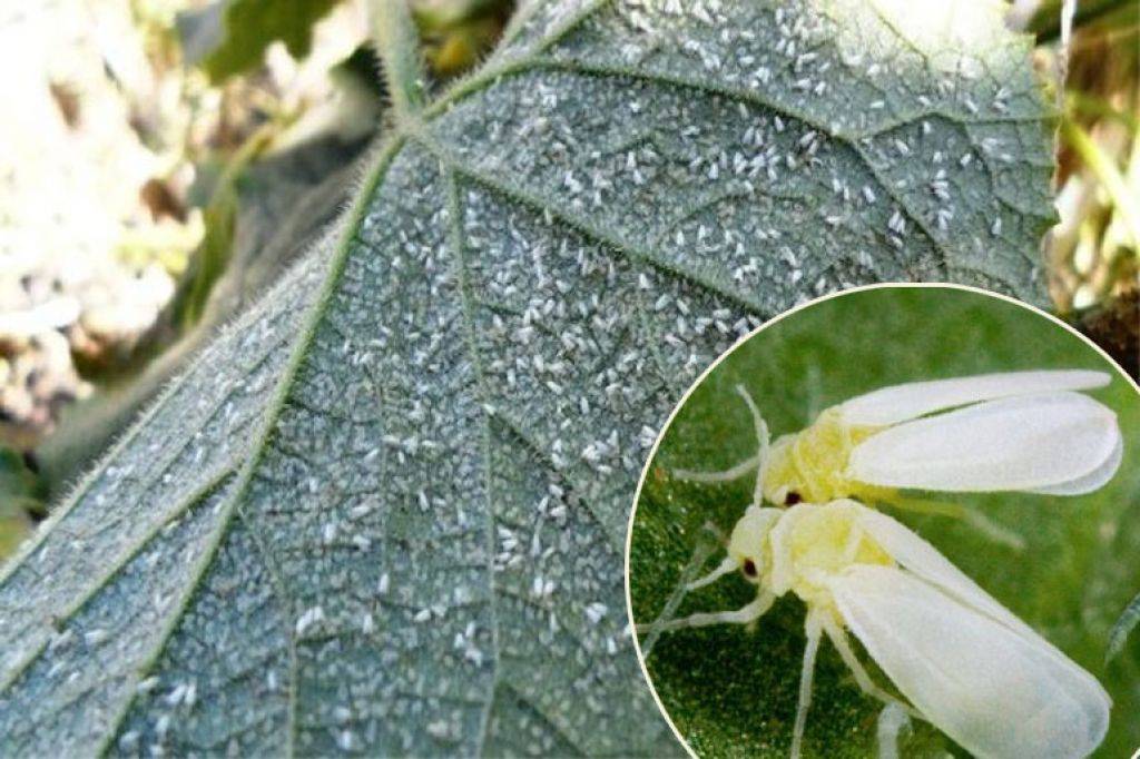 Белокрылка — как избавиться от вредителя на огороде и в теплице