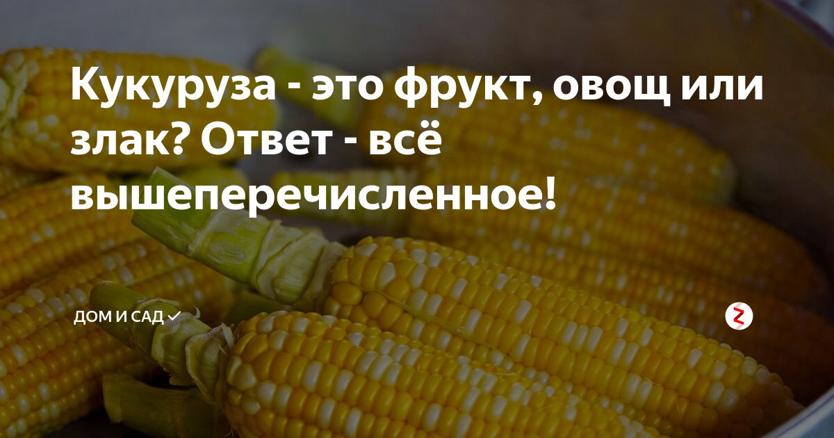 Кукуруза - это овощ, фрукт или злак? описание растения, сорта, польза и вред