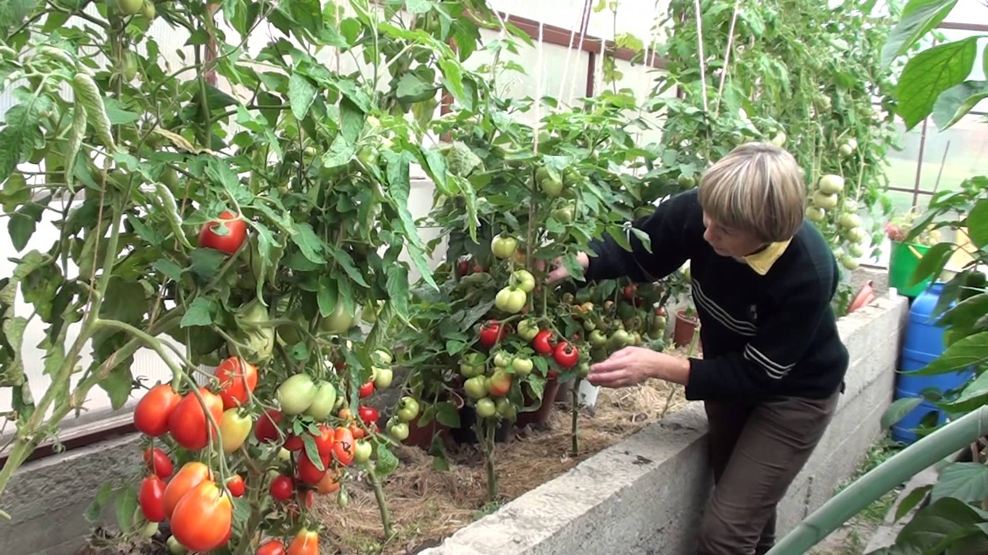 Выращивание томатов (помидоров) и уход за ними в теплице из поликарбоната