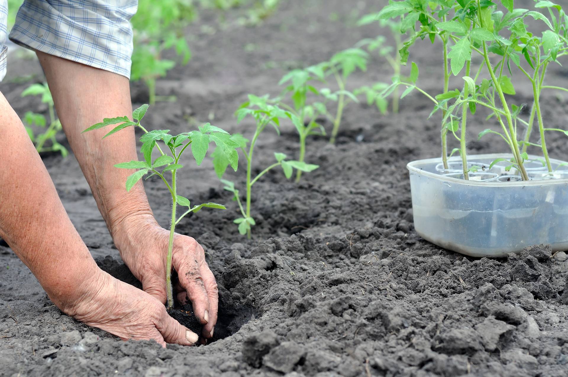 Выращивание рассады без земли: особенности нового безземельного способа посева семян в домашних условиях, нюансы высева в пластиковые бутылки и туалетную бумагу