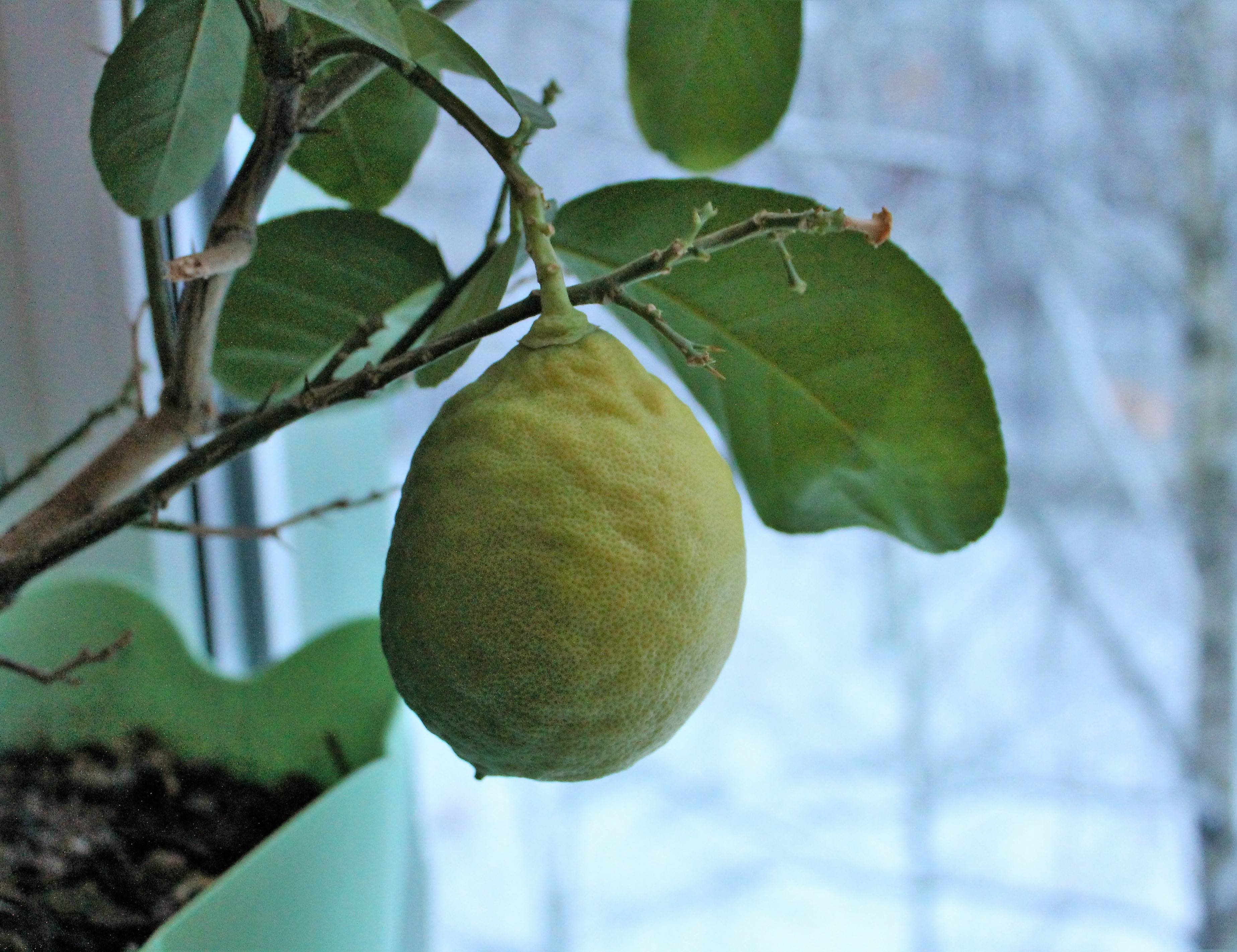 Лимон лунарио: описание сорта, выращивание в домашних условиях