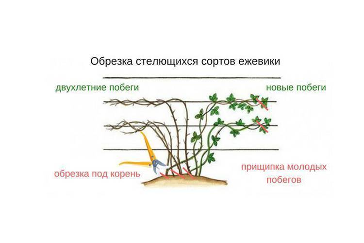 Ежевика садовая посадка, уход, размножение. свойства ежевики и противопоказания.. особенности выращивания и размножение ежевики садовой