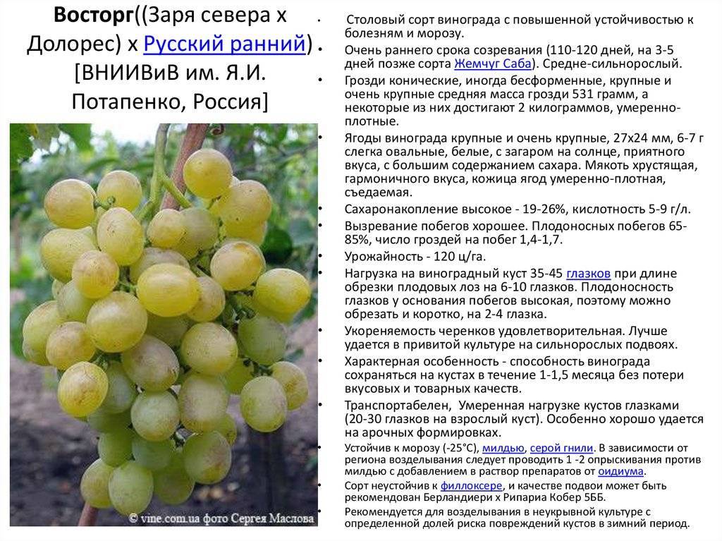 Мускатные сорта винограда: описание и характеристика