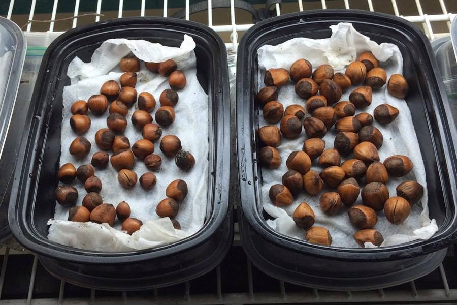 Как посадить грецкий орех на приусадебном участке