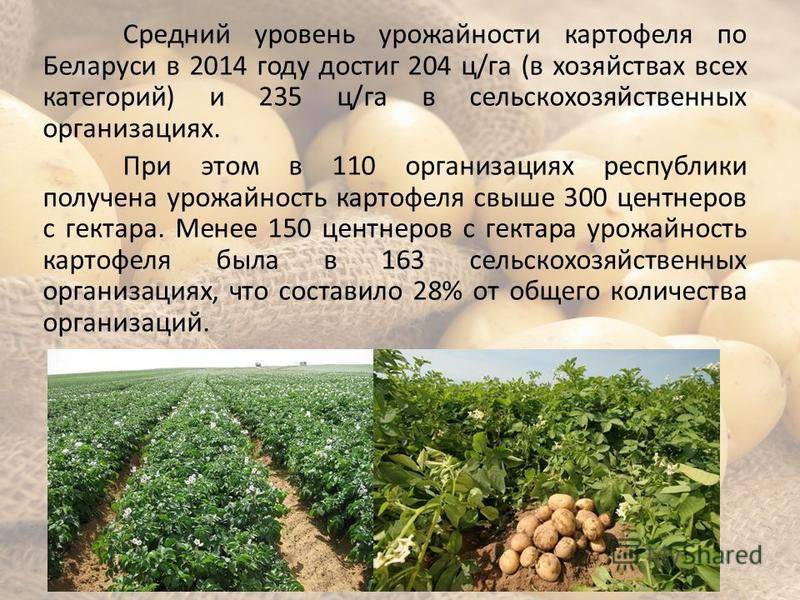Сравнительный анализ урожайности картофеля в россии и в мире