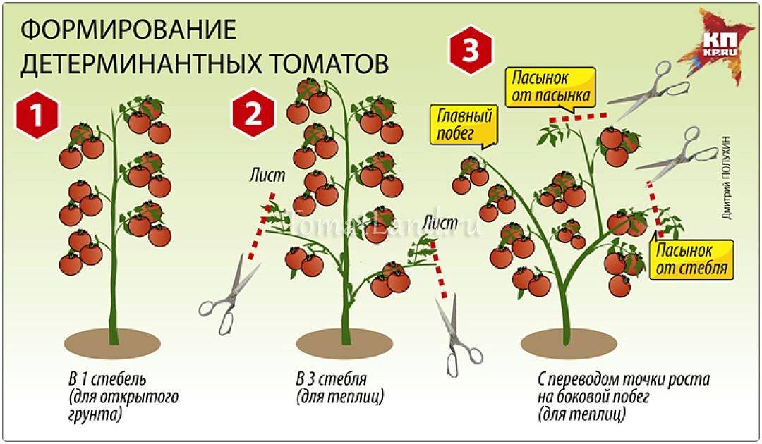 Как вырастить помидор весом 1,5 кг и более? секреты вращивания крупноплодных томатов