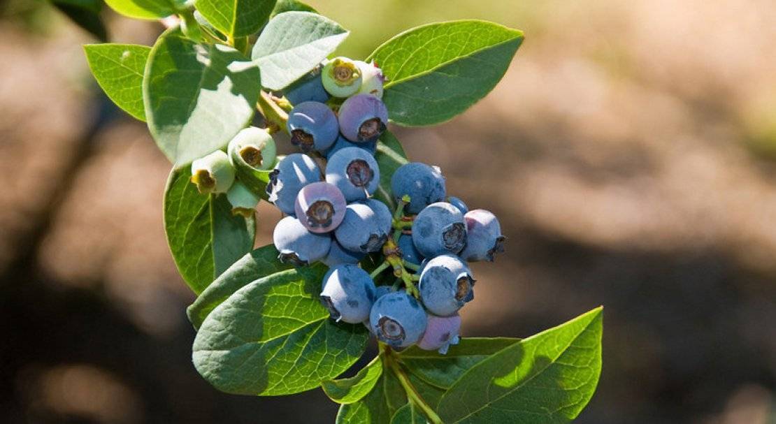Голубика эрлиблю: характеристика сорта и тонкости выращивания