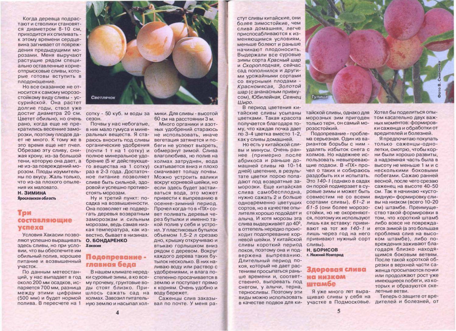 Инжирный персик: описание, сорта, выращивание - растения и огород
