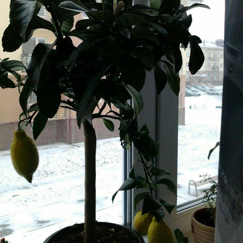 Лимон лунарио: описание сорта, выращивание и уход в домашних условиях, фото