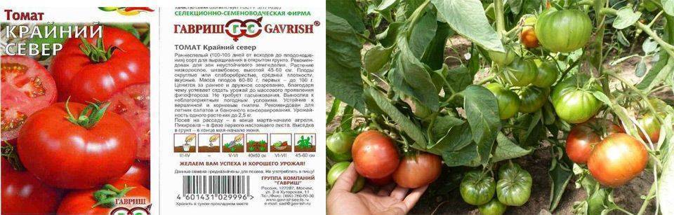 Томат «крайний север» — описание сорта, характеристика и агротехника посадки, уход и выращивание помидоров (фото)
