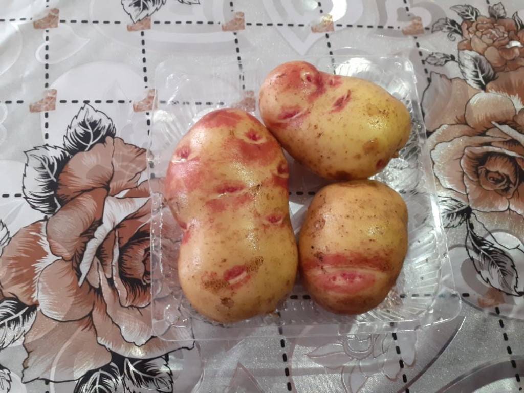 Вкусный сорт картофеля иван-да-марья: подробное описание
