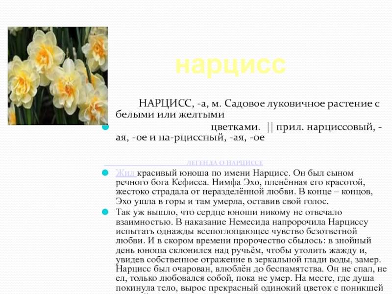 Нарциссы: фото, описание, названия, посадка и уход - sadovnikam.ru