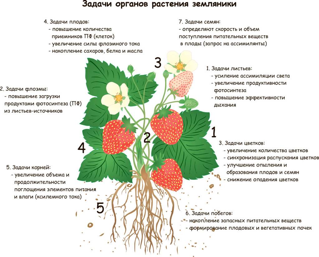 Клубника ананас: основные особенности и описание сорта