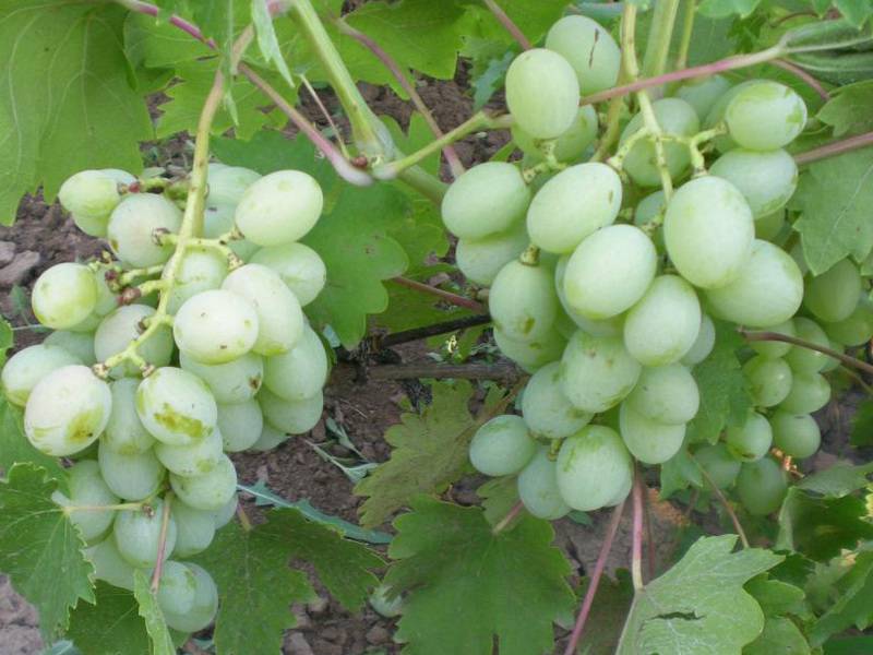 Описание сорта винограда богатяновский, правила посадки и ухода