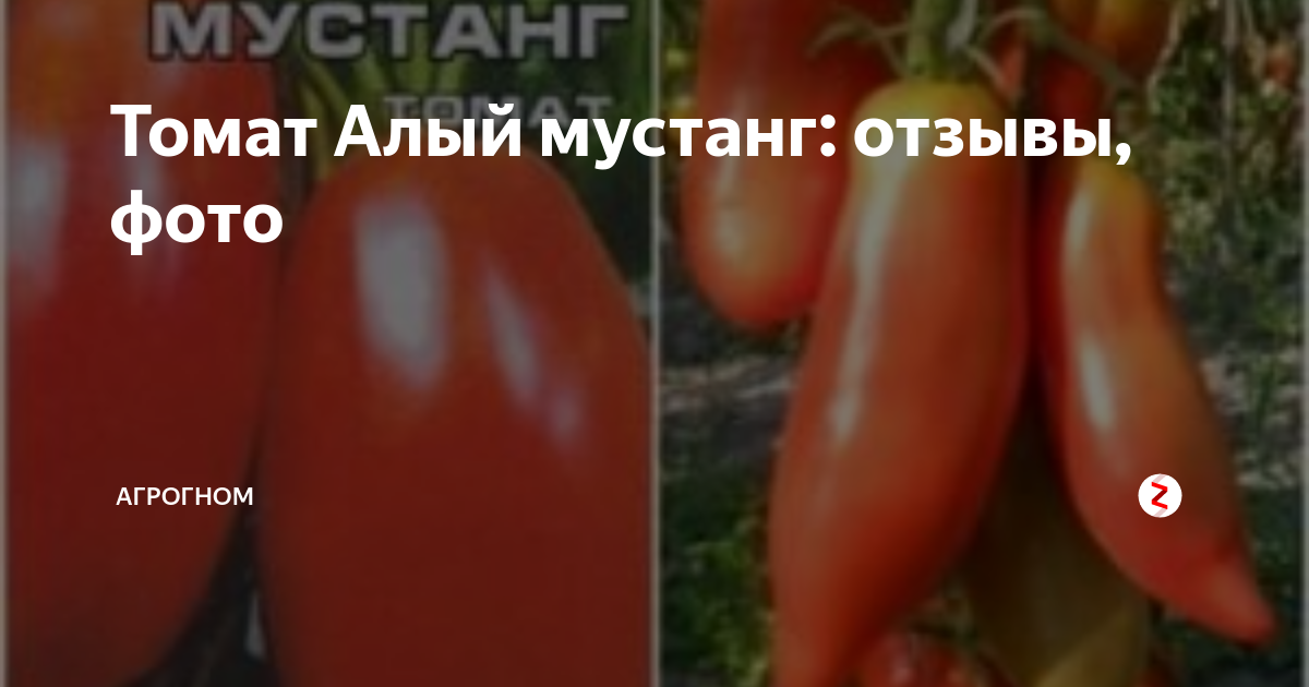 Характеристика томата Алый мустанг и выращивание рассадным методом