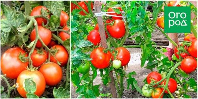 Томат июньский: характеристика и описание раннего сорта, отзывы об урожайности помидоров, фото семян