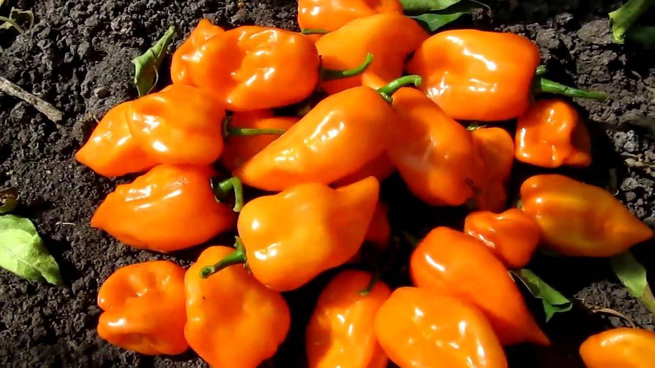 Хабанеро перец: особенности сорта, рекомендации по выращиванию