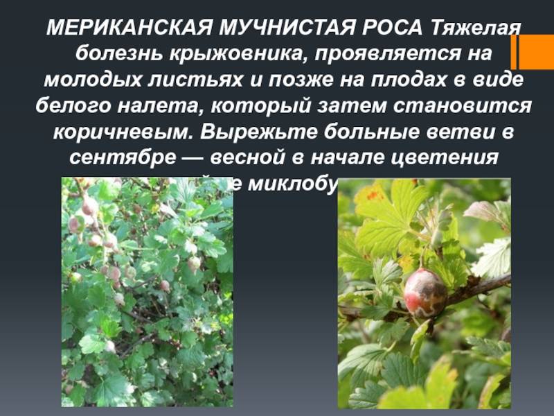Мучнистая роса на смородине - 17 препаратов и меры борьбы, если уже появились ягоды, как избавиться и чем лечить