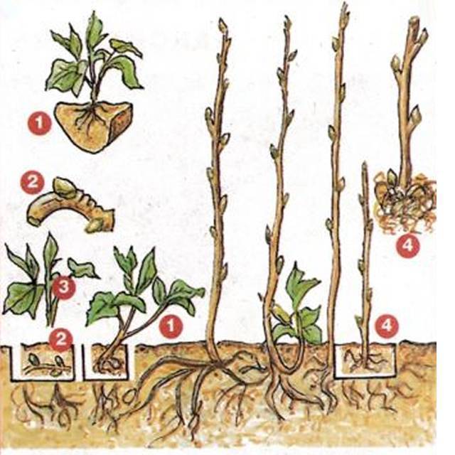 ✅ размножение вишни черенками: как вырастить и размножить, уход после высадки - tehnoyug.com