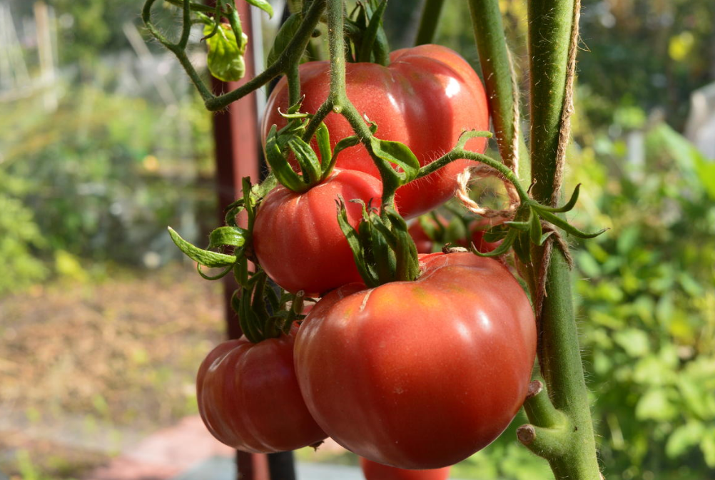 Сорт томата дикая роза: характеристика и отзывы огородников