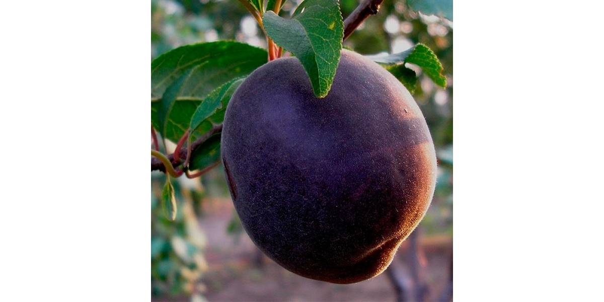 Чёрный принц — один из лучших сортов черноплодного абрикоса