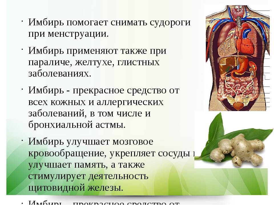 Имбирь полезные свойства и противопоказания фото описание кратко