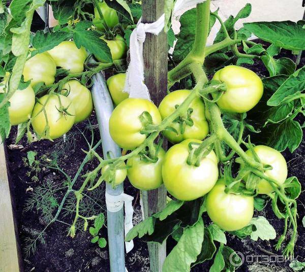 Описание сибирского сорта томата барнаульский консервный и его характеристики