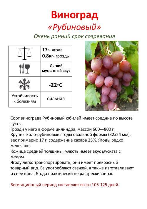 Описание винограда сорта Рубиновый юбилей, посадка и уход