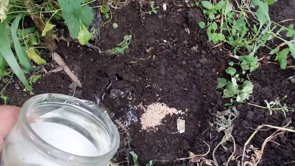 Как можно избавиться от муравьев в теплице с огурцами, что делать для борьбы