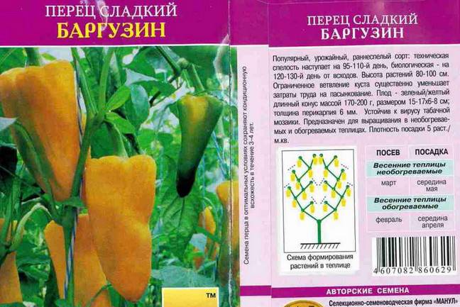 Болгарский перец — лучшие сорта для открытого грунта и теплиц с описанием характеристик