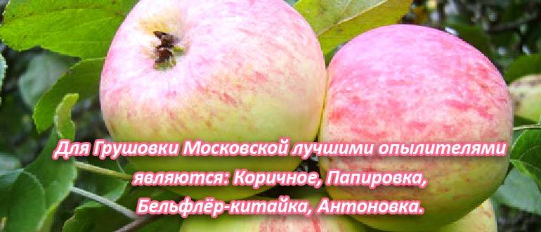 Яблоня грушовка московская: описание, характеристики, урожайность