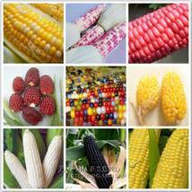 Цветная кукуруза: фото, характеристики и описание разновидности, как ее выращивать и куда применять