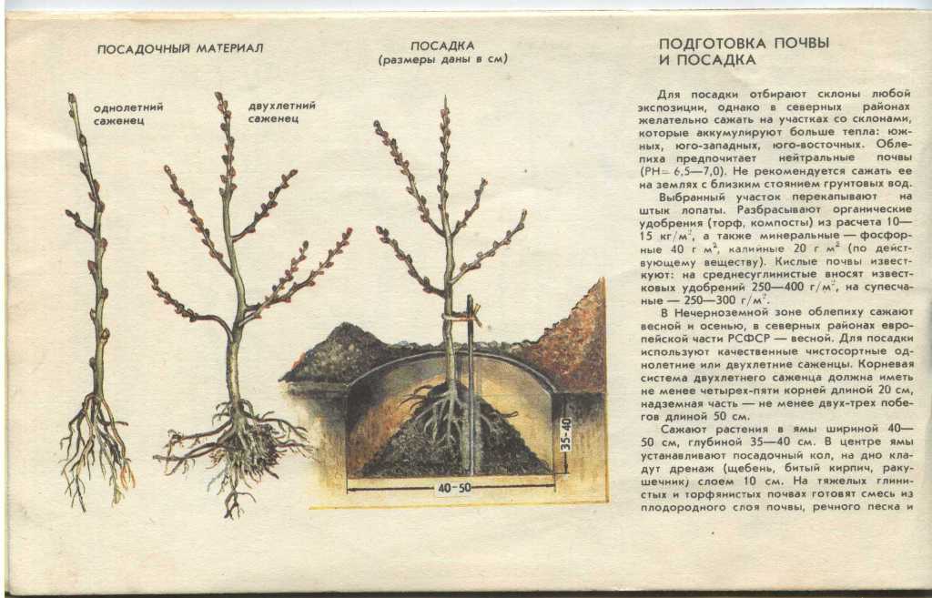 Посадка и уход за облепихой в открытом грунте, выращивание на даче